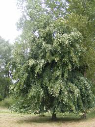 Attēlu rezultāti vaicājumam “Tilia tomentosa”