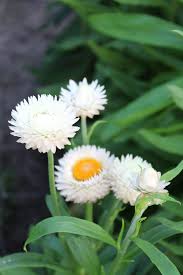 Image result for Helichrysum bracteatum