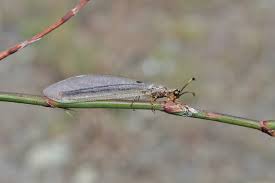 Attēlu rezultāti vaicājumam “Myrmeleontidae imago”