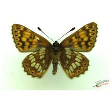 Attēlu rezultāti vaicājumam “Hamearis lucina underside”