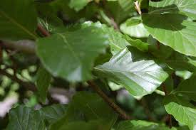 Attēlu rezultāti vaicājumam “Fagus sylvatica leaf”