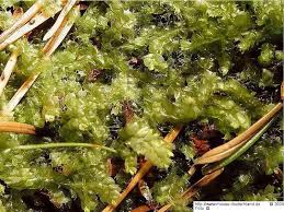 Attēlu rezultāti vaicājumam “Lophocolea coadunata”