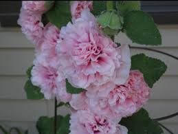 Image result for Alcea rosea `Appleblossom`
