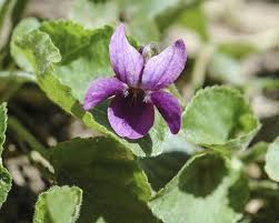 Attēlu rezultāti vaicājumam “Viola odorata leaf”