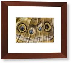 Attēlu rezultāti vaicājumam “Vanessa cardui underside”