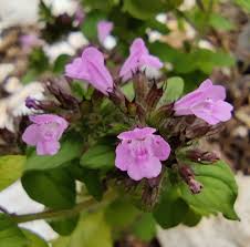 Attēlu rezultāti vaicājumam “Clinopodium vulgare leaf”