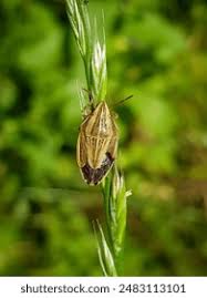 Attēlu rezultāti vaicājumam “Aelia acuminata”