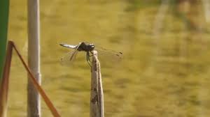 Attēlu rezultāti vaicājumam “Libellula fulva male”