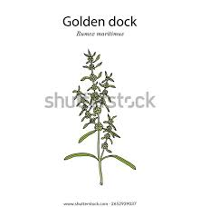 Attēlu rezultāti vaicājumam “Rumex maritimus”