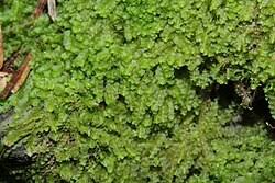 Attēlu rezultāti vaicājumam “Jungermannia subulata”