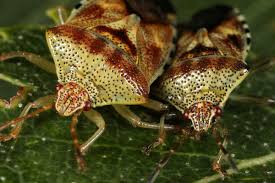 Attēlu rezultāti vaicājumam “Elasmucha grisea”