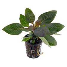 Attēlu rezultāti vaicājumam “Conardia compacta macro”