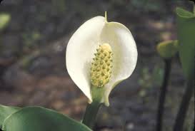 Attēlu rezultāti vaicājumam “Calla palustris leaf”