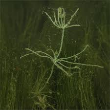 Attēlu rezultāti vaicājumam “Chara contraria”