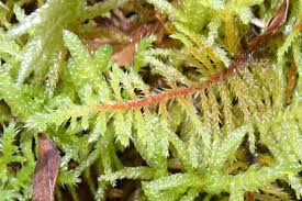 Attēlu rezultāti vaicājumam “Abietinella abietina”