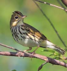 Image result for Seiurus aurocapilla