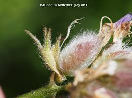 Attēlu rezultāti vaicājumam “Astragalus danicus fruit”