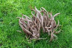 Attēlu rezultāti vaicājumam “Clavaria sphagnicola”