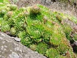 Attēlu rezultāti vaicājumam “Jovibarba globifera”