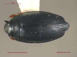 Attēlu rezultāti vaicājumam “Gyrinidae”