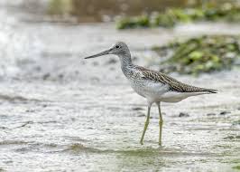 Attēlu rezultāti vaicājumam “Tringa nebularia”