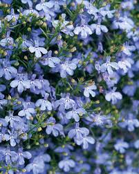 Image result for Lobelia erinus