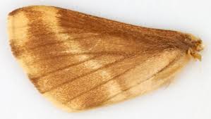 Attēlu rezultāti vaicājumam “Malacosoma castrensis male”