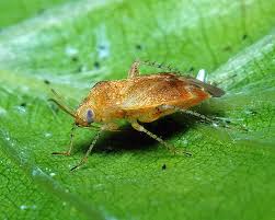 Attēlu rezultāti vaicājumam “Psallus sp.”