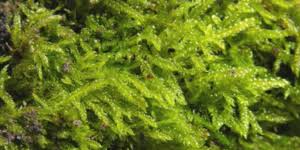 Attēlu rezultāti vaicājumam “Hypnum cupressiforme sporophyte”