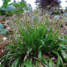 Attēlu rezultāti vaicājumam “Luzula pilosa flower”
