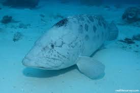 Image result for Epinephelus tukula