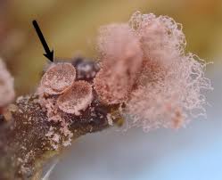 Attēlu rezultāti vaicājumam “Arcyria incarnata”