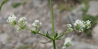 Attēlu rezultāti vaicājumam “Galium album”