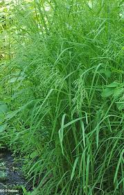 Attēlu rezultāti vaicājumam “Glyceria striata leaf”