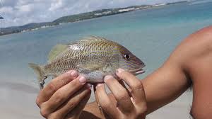 Image result for Lutjanus colorado