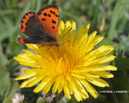 Attēlu rezultāti vaicājumam “Lycaena phlaeas male”