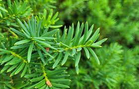 Attēlu rezultāti vaicājumam “Taxus baccata leaf”
