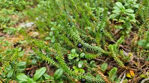 Attēlu rezultāti vaicājumam “Empetrum nigrum fruit”