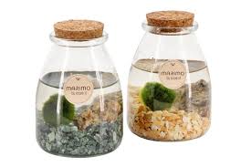 Imagini pentru Cladophora aegagropila