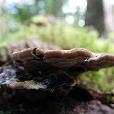 Attēlu rezultāti vaicājumam “Inonotus leporinus”