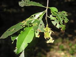 Attēlu rezultāti vaicājumam “Gonioctena”