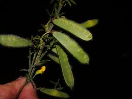 Attēlu rezultāti vaicājumam “Cytisus scoparius fruit”