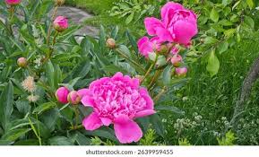 Attēlu rezultāti vaicājumam “Paeoniaceae”