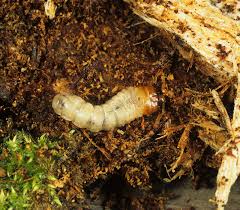 Attēlu rezultāti vaicājumam “Rhagium mordax”