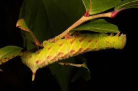 Attēlu rezultāti vaicājumam “Seligeria donniana”