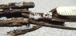 Attēlu rezultāti vaicājumam “Ceratiomyxa fruticulosa spores”