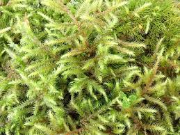 Attēlu rezultāti vaicājumam “Rhytidiadelphus”