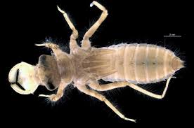 Attēlu rezultāti vaicājumam “Lycogala convexum macro”