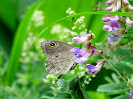 Attēlu rezultāti vaicājumam “Epirranthis diversata upperside”