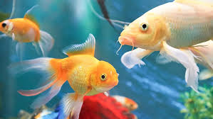 Image result for vissen